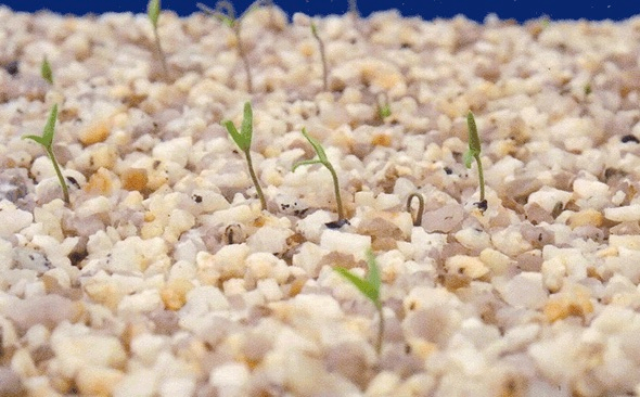 砂利から芽が&hellip;！