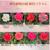 「神代バラコレ」