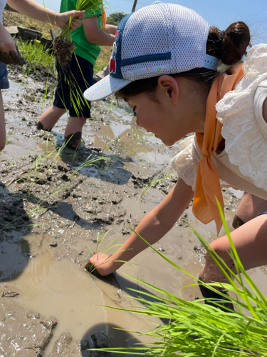 田植えをしている子どもたち 1