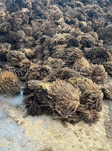 空果房(Empty Fruits Bunch)