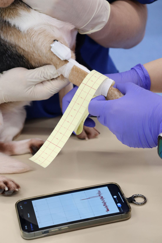 実際に包帯を巻きつけてスマホで圧力をチェックします