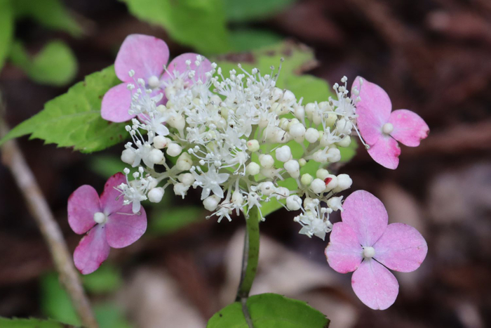 モモイロヤマアジサイ