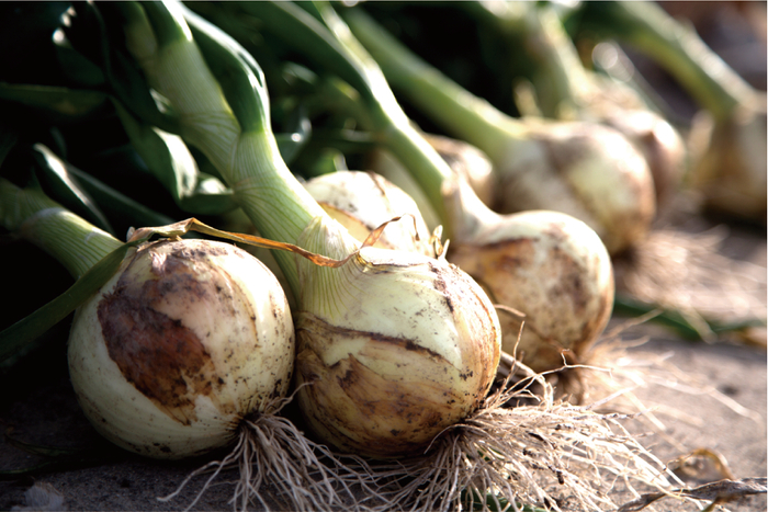 淡路島産玉ねぎ