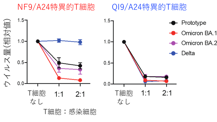 図2:T細胞のウイルス複製阻害効果NF9/A24特異的T細胞はオミクロンBA.1株のウイルス複製を効率的に抑制した