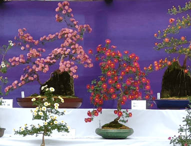 小菊盆栽展示（過去開催の様子）
