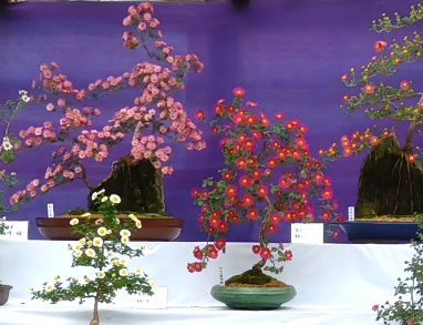 小菊盆栽展示（過去開催の様子）