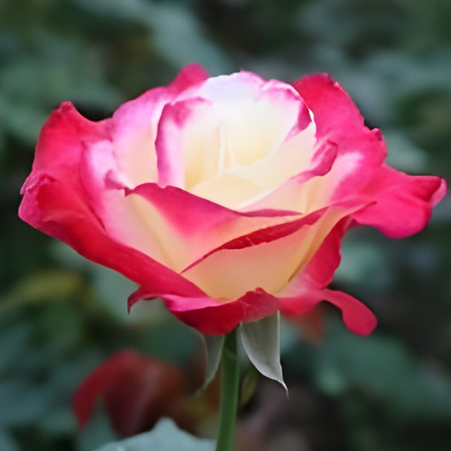 &lsquo;ダブル・ディライト&rsquo; 