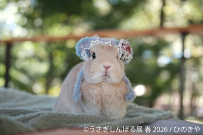 展示作品:ひのきや