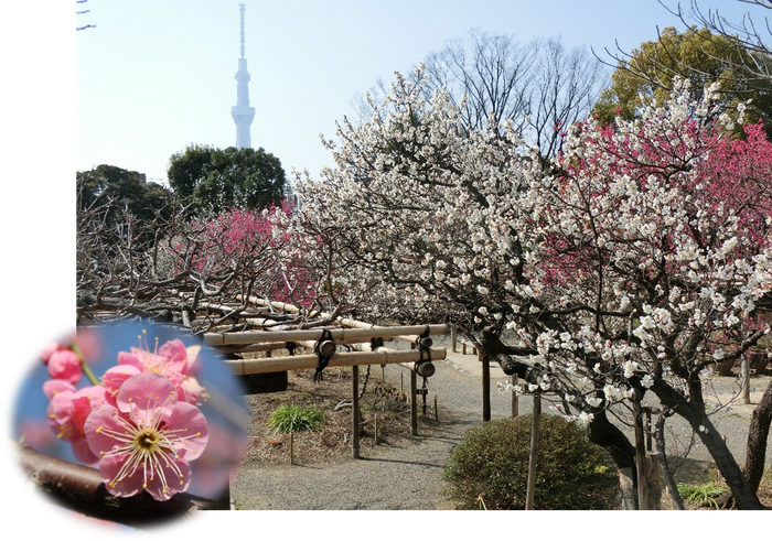梅開花期の園内の様子(過年度)