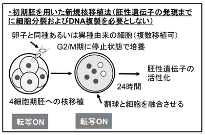 (図2)本研究により発展した新規核移植法