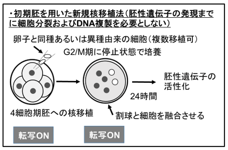 (図2)本研究により発展した新規核移植法