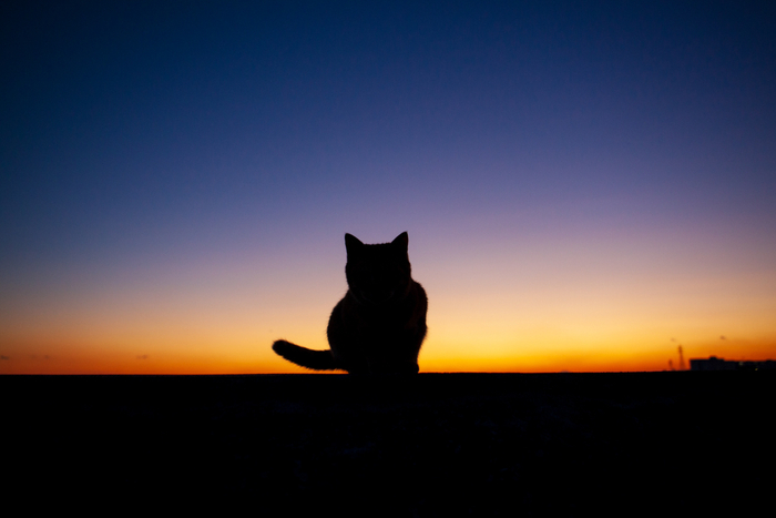 猫写真9