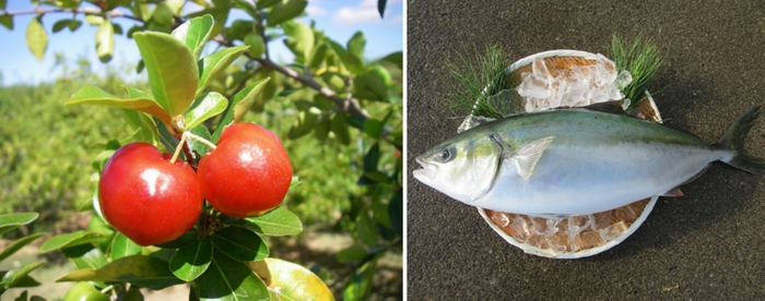 アセロラ（左）、アセロラブリヒラ（右）