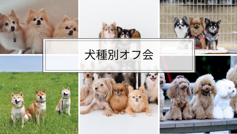 犬種別オフ会イメージ