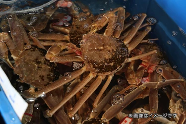 【北陸ローカライズプロジェクト第２弾。地元の本物の素晴らしさを、直接お客様へ】
大江戸温泉物語グループが11月6日(金)カニ漁解禁の「初競り」へ初参加！