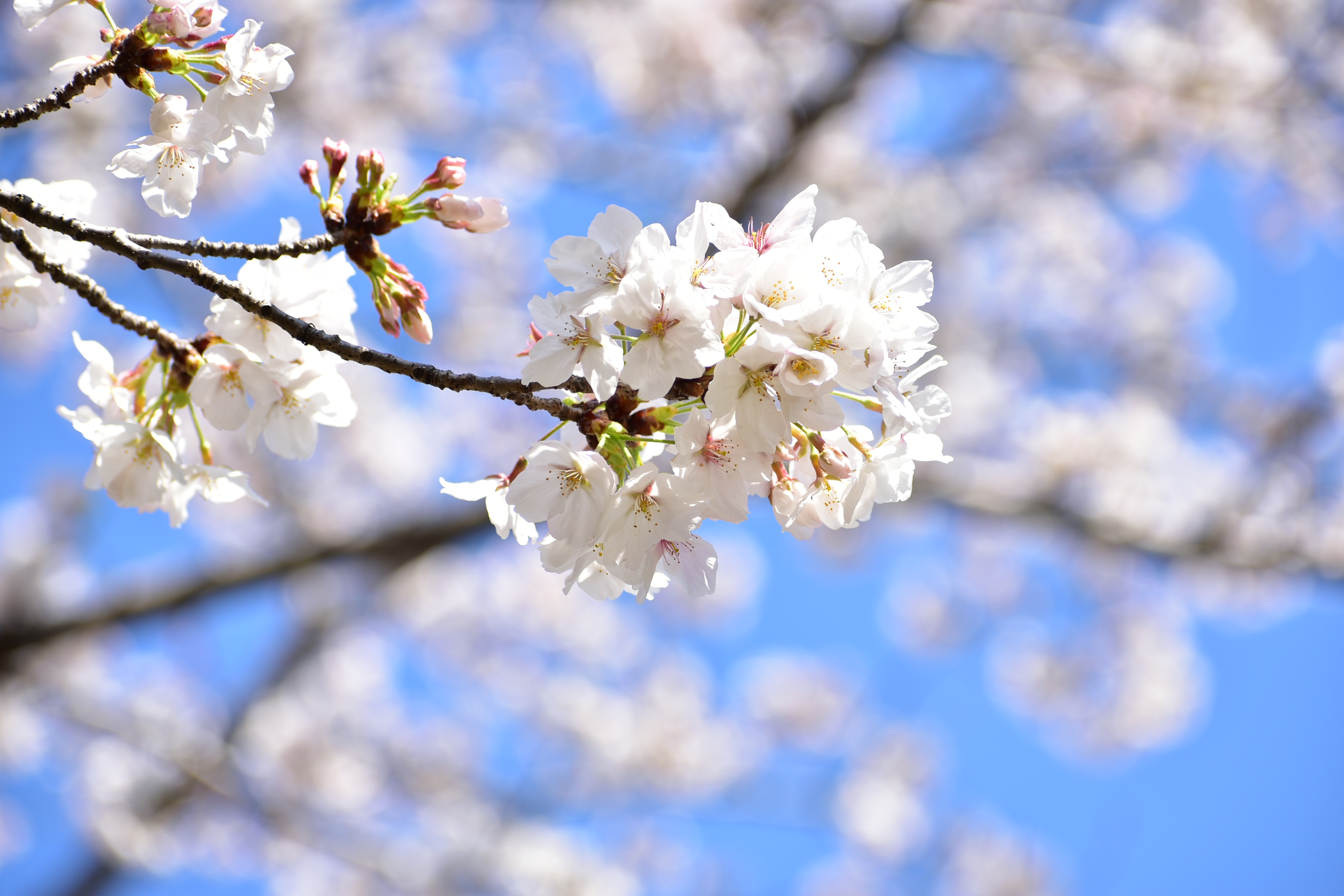 ソメイヨシノ（過去の様子）