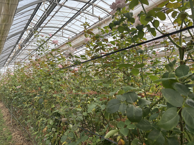 土から逞しく伸びる「ブルームーン」