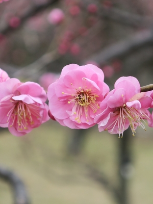ウメ‘未開紅’(過去の開花の様子)