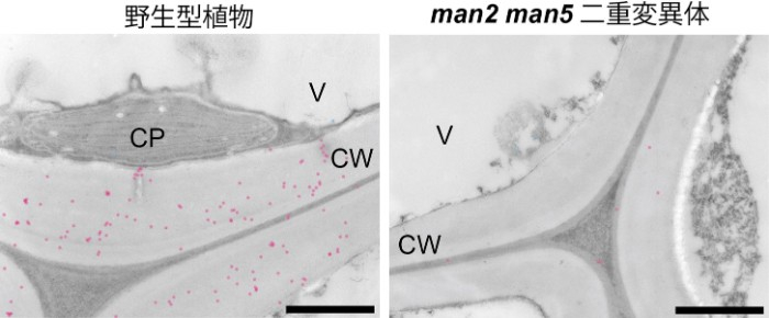 図4. 細胞壁グルコマンナンの免疫電子顕微鏡観察　グルコマンナン特異的な抗体で検出し、細胞壁のグルコマンナンは青色、細胞内のグルコマンナンはピンク色のドットで表している。CP, 葉緑体；CW, 細胞壁；V, 液胞。スケールバーは1&micro;mを表す。