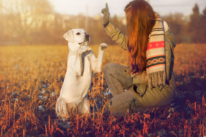 犬に教える基本的なしつけで使用されるフレーズを解説と一緒にご紹介していきます。