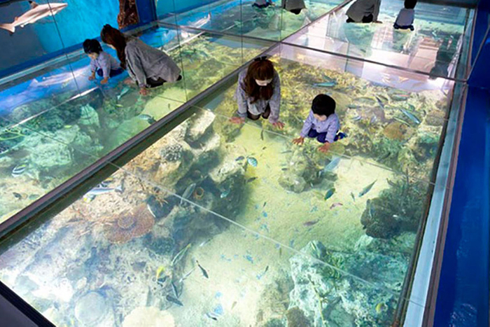 あわらから車で約10分の「越前松島水族館」は<みて、ふれて、楽しく学べる>がテーマの水族館で、生き物との距離が近い点が魅力です。ウミガメの餌やりなどふれあい体験も旅行の楽しい思い出に。