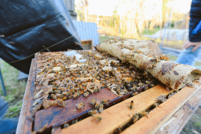 純国産・純天然・無加工の蜂蜜をつくる花園養蜂場（深谷市）&copy;湯越慶太