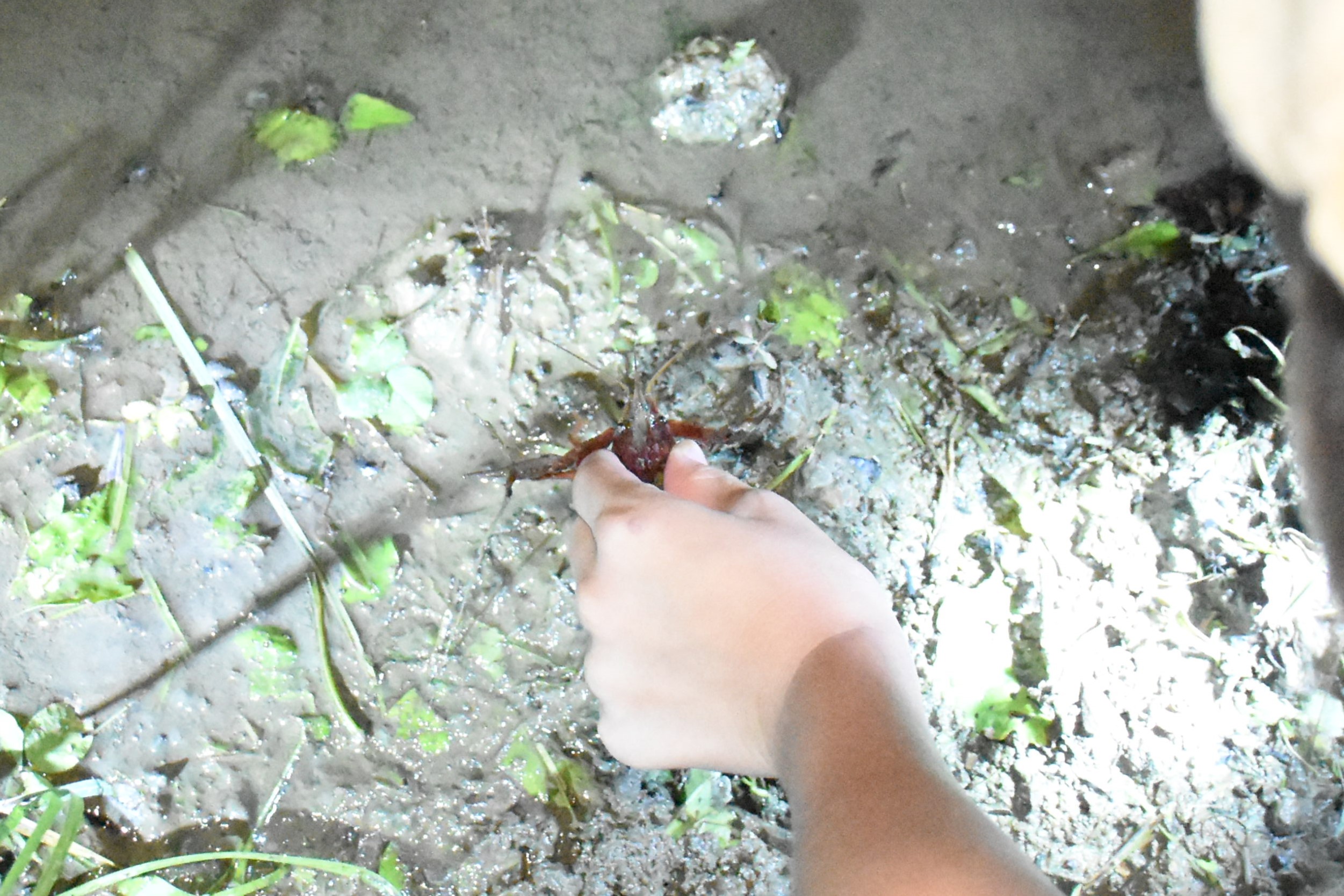 アメリカザリガニをキャッチ！