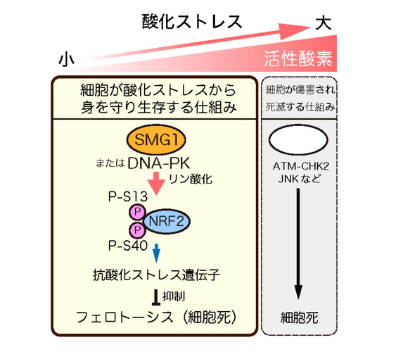 SMG1/DNA-PK-NRF2経路