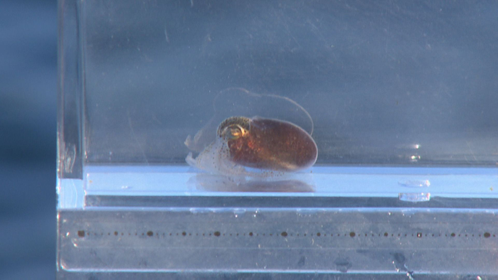 山崎アナも胸キュン！ミミイカの可愛い仕草は必見！