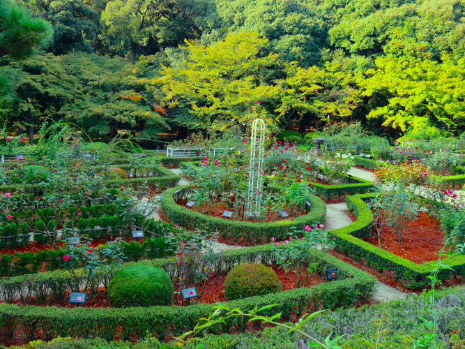 バラ園の様子（下段全体）