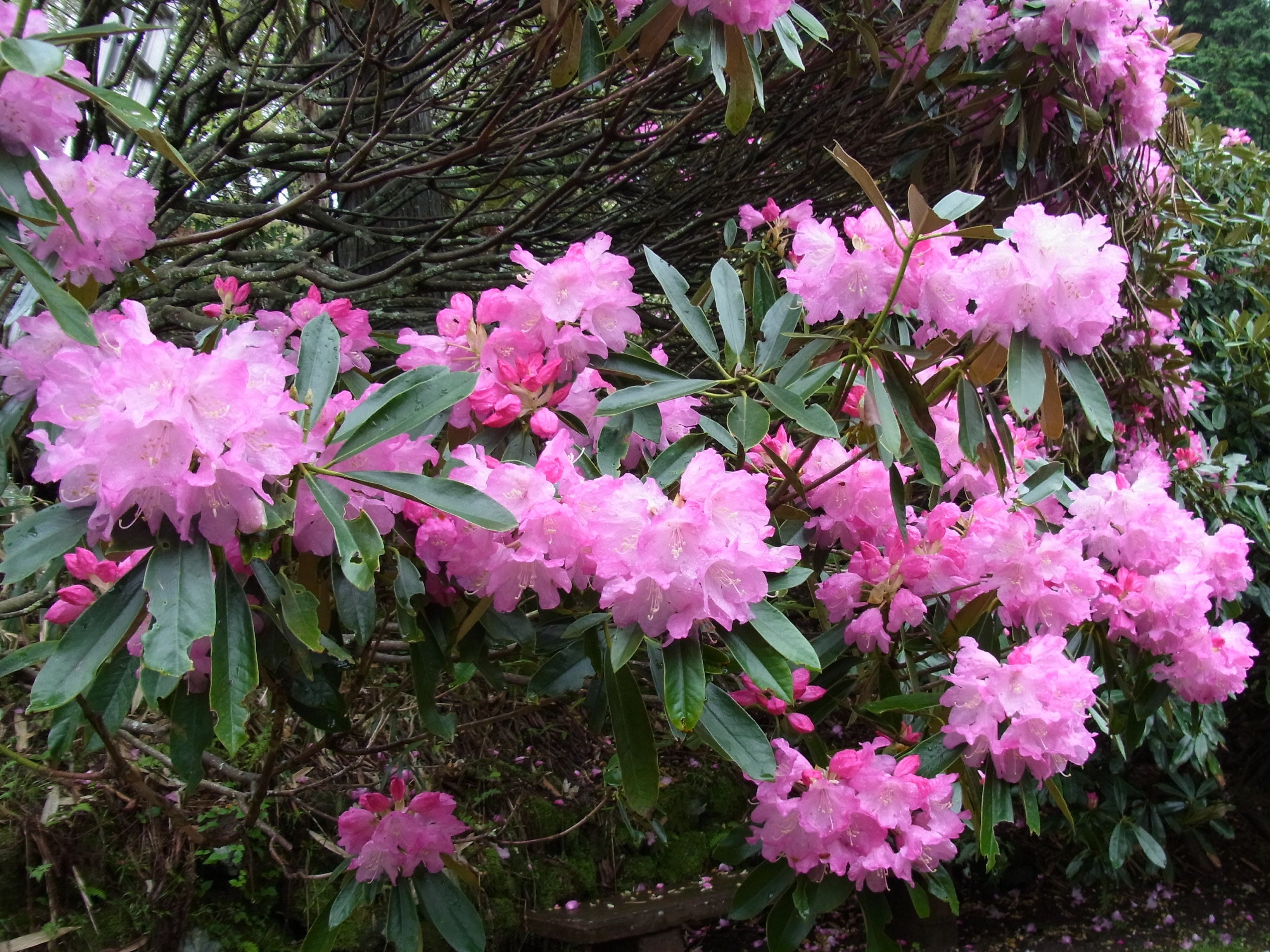 シャクナゲ (5月上旬～6月中旬)