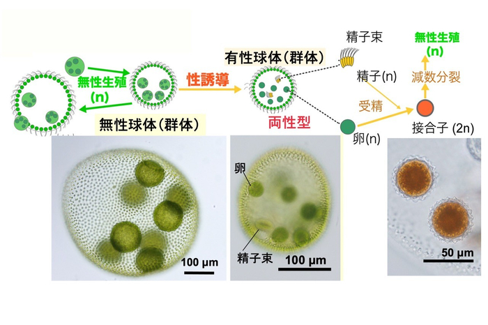 図 5. サガミボルボックスの生活環。Nozaki et al. (2016, PLOS ONE) と本研究に基づく。