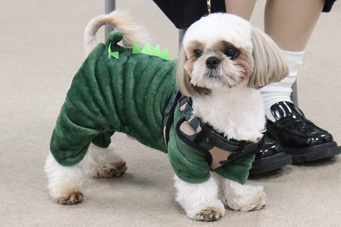 シーズーの「マロン」