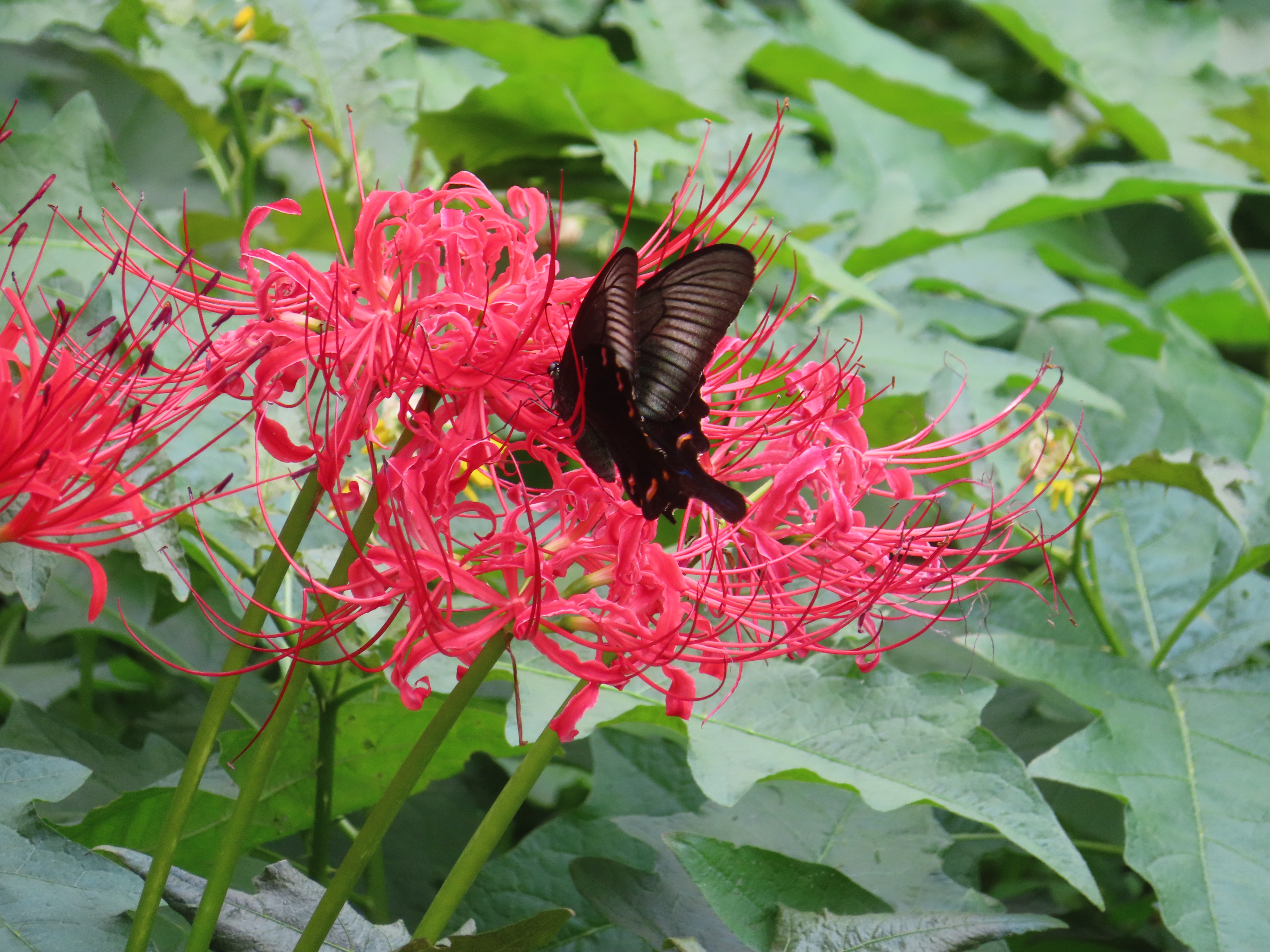 ヒガンバナに留まるカラスアゲハ