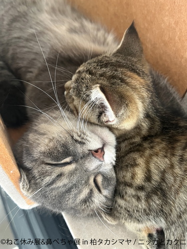 ねこ休み展　展示作品：ニッカとカクニ