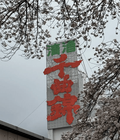 千曲錦と桜