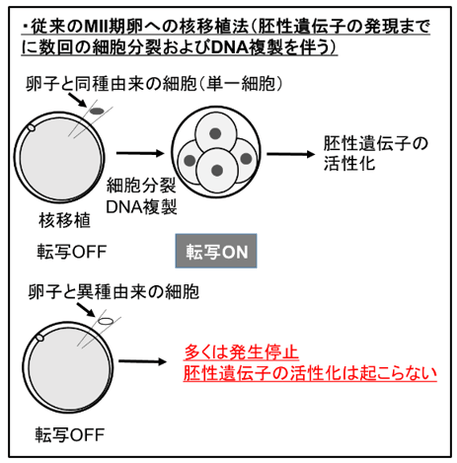 (図1)広く用いられている体細胞核移植法。上はドナー細胞とレシピエントが同種の場合、下は異種の場合を示す。