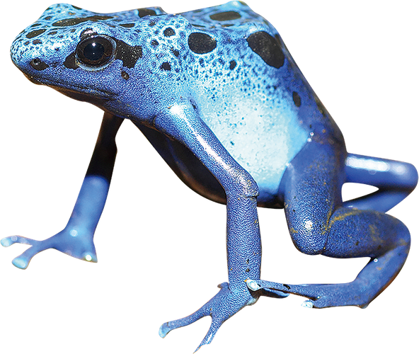 コバルトヤドクガエル