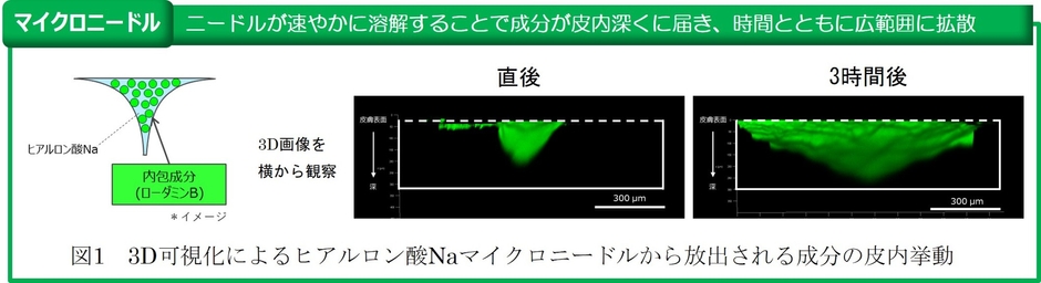 ※ローダミンB(蛍光色素)を届けたい成分の指標とした