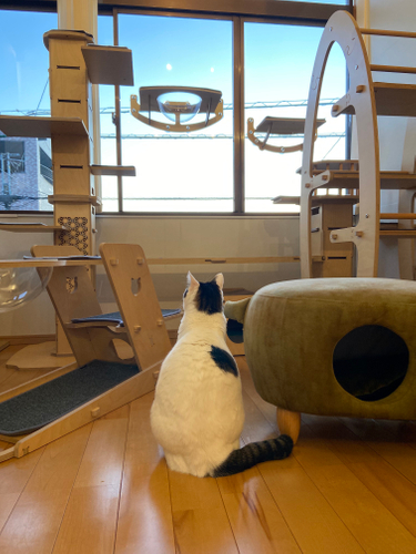 お泊り猫の様子(3)