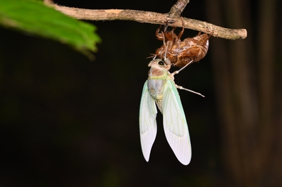 夜だからこそみられる生き物の生態!