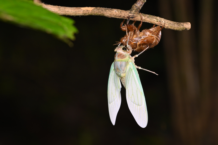 夜だからこそみられる生き物の生態！