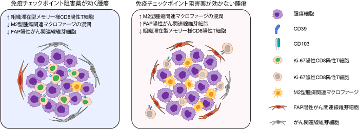 免疫チェックポイント阻害薬の効く腫瘍と、効かない腫瘍の比較