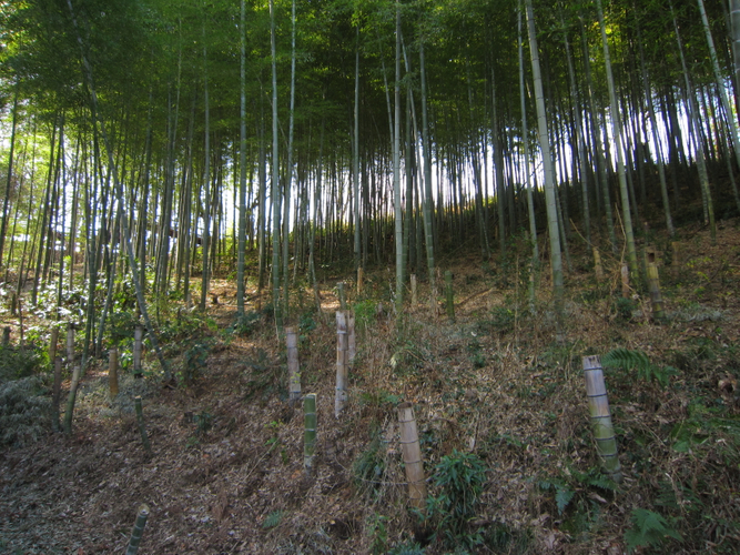 生い繁った竹で日照が遮られています