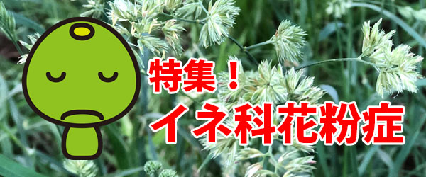 特集!イネ科花粉症【2021年版】
