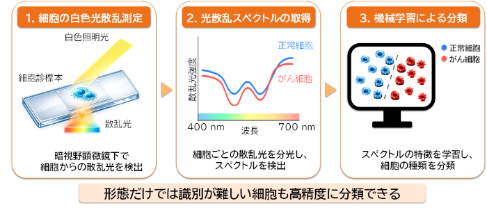 図2　細胞から計測された光散乱スペクトルの機械学習解析によるがん細胞診断