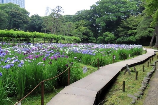 「花菖蒲の小道」（昨年度の様子）
