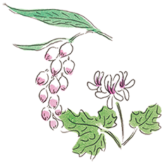 ゲットウ＆ゼラニウム　イメージ