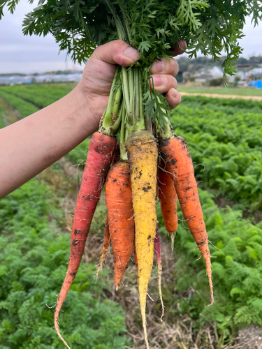 ８種類のニンジン