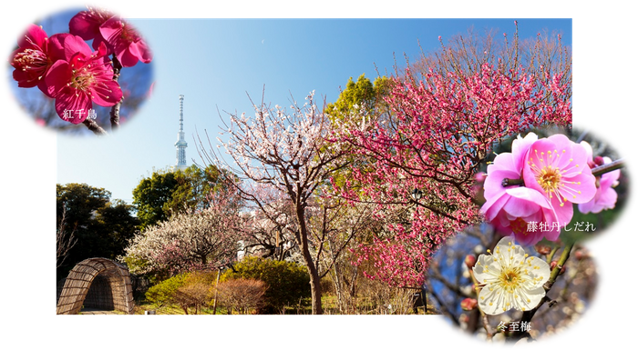 梅開花期の園内の様子(過去開催時の様子)